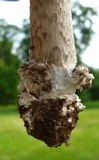 Amanita spreta image