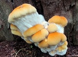 Bondarzewia berkeleyi image