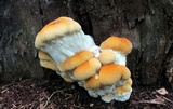 Bondarzewia berkeleyi image