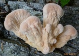 Laetiporus cincinnatus image