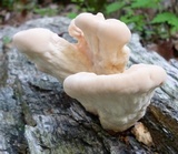 Laetiporus cincinnatus image
