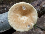 Polyporus craterellus image