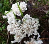 Tremellodendron schweinitzii image