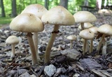 Agrocybe dura image