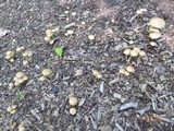Agrocybe dura image