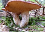 Suillus weaverae image