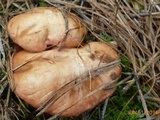 Suillus weaverae image