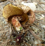 Suillus spraguei image