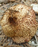 Suillus spraguei image