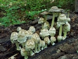 Coprinopsis variegata image