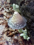 Coprinopsis variegata image