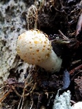 Coprinopsis variegata image