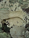 Xylobolus frustulatus image