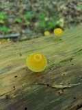 Chromosera cyanophylla image