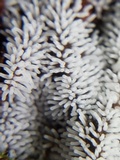 Ceratiomyxa fruticulosa var. fruticulosa image