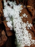 Ceratiomyxa fruticulosa var. fruticulosa image