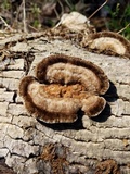 Trametes hirsuta image