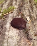 Reticularia jurana image