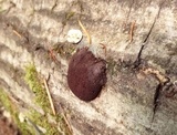 Reticularia jurana image
