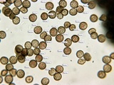 Reticularia jurana image