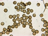 Reticularia jurana image