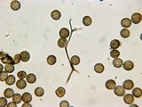 Reticularia jurana image