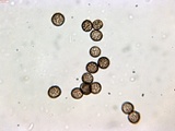 Reticularia jurana image