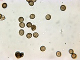 Reticularia jurana image