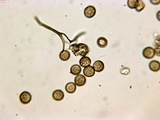 Reticularia jurana image