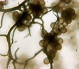 Reticularia jurana image