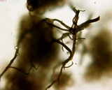 Reticularia jurana image