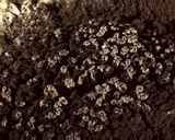 Reticularia jurana image