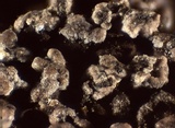 Reticularia jurana image