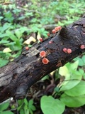 Microstoma floccosum image