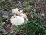 Pleurotus pulmonarius image
