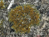 Caloplaca feracissima image