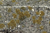 Caloplaca feracissima image