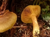Cortinarius thiersii image