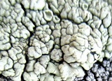 Rhizoplaca chrysoleuca image