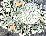 Rhizoplaca chrysoleuca image