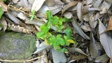 Puccinia oxalidis image
