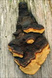 Gloeophyllum odoratum image