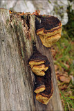 Gloeophyllum odoratum image