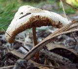 Pluteus petasatus image