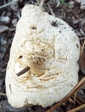 Pluteus petasatus image