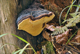 Gloeophyllum odoratum image