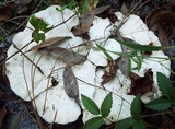 Trametes cubensis image