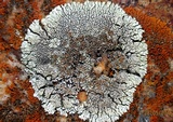 Lecanora muralis image