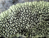 Lecanora muralis image