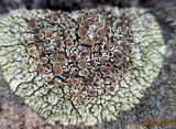 Lecanora muralis image